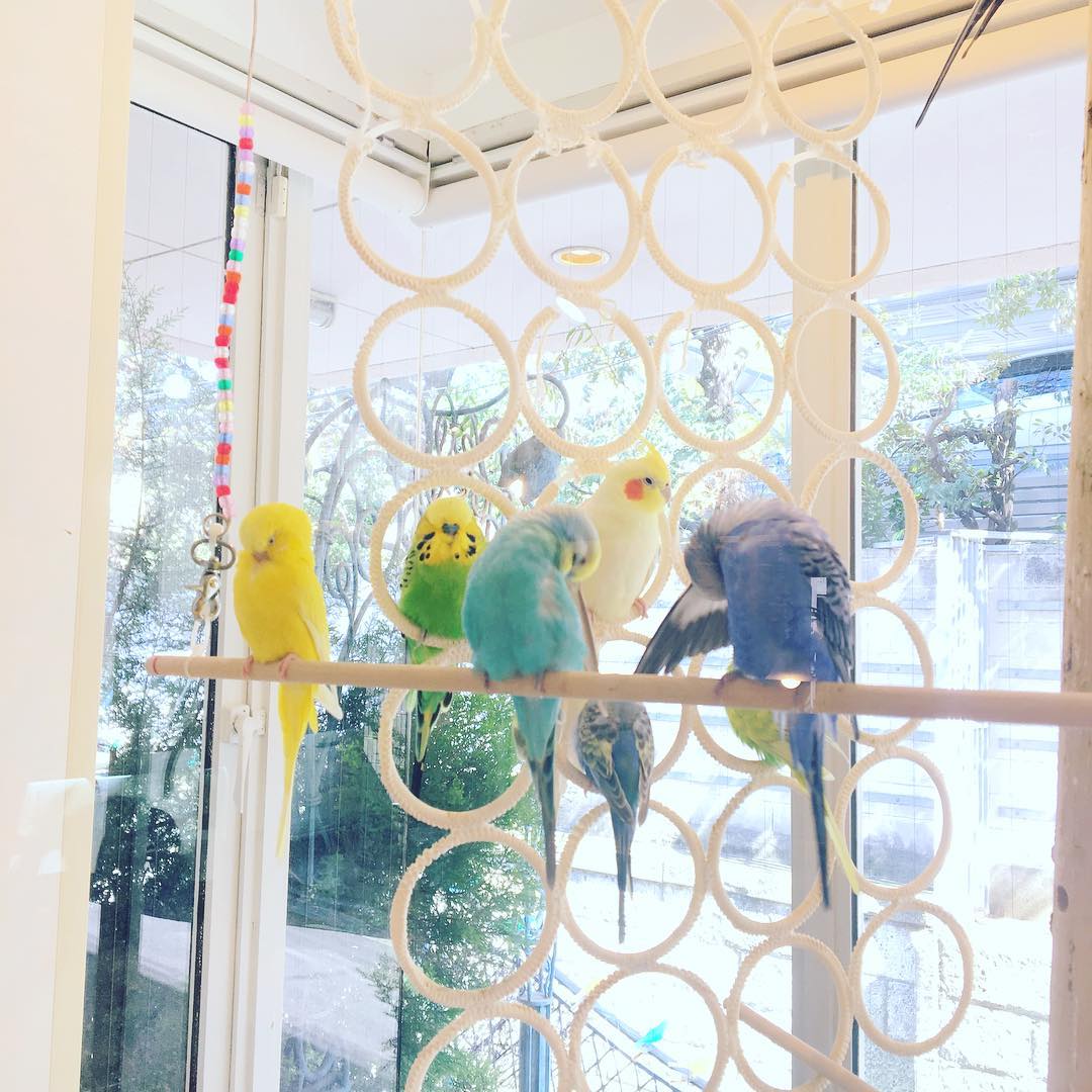 讓毛小孩治癒你吧！萌到犯規！東京動物 Café 八選！(前篇) ことりカフェ (KOTORI Café)