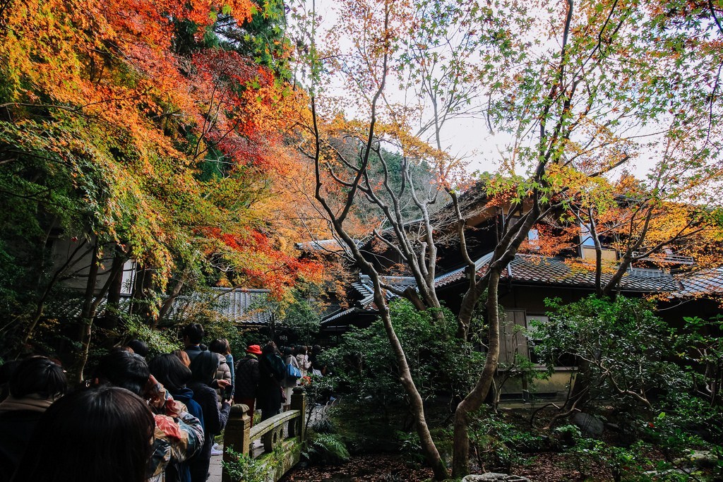 瑠璃光院 紅葉 2019 瑠璃光院 秋の拝観 瑠璃光院 2019年秋の拝観 瑠璃光院 秋季特別參拜 京都紅葉 2019 京都紅葉2019 京都必去 2019 京都景點 2019 京都必看 2019 京都好去處 2019 京都 景點 京都秋天 京都秋季 京都神社 京都祭典 2019