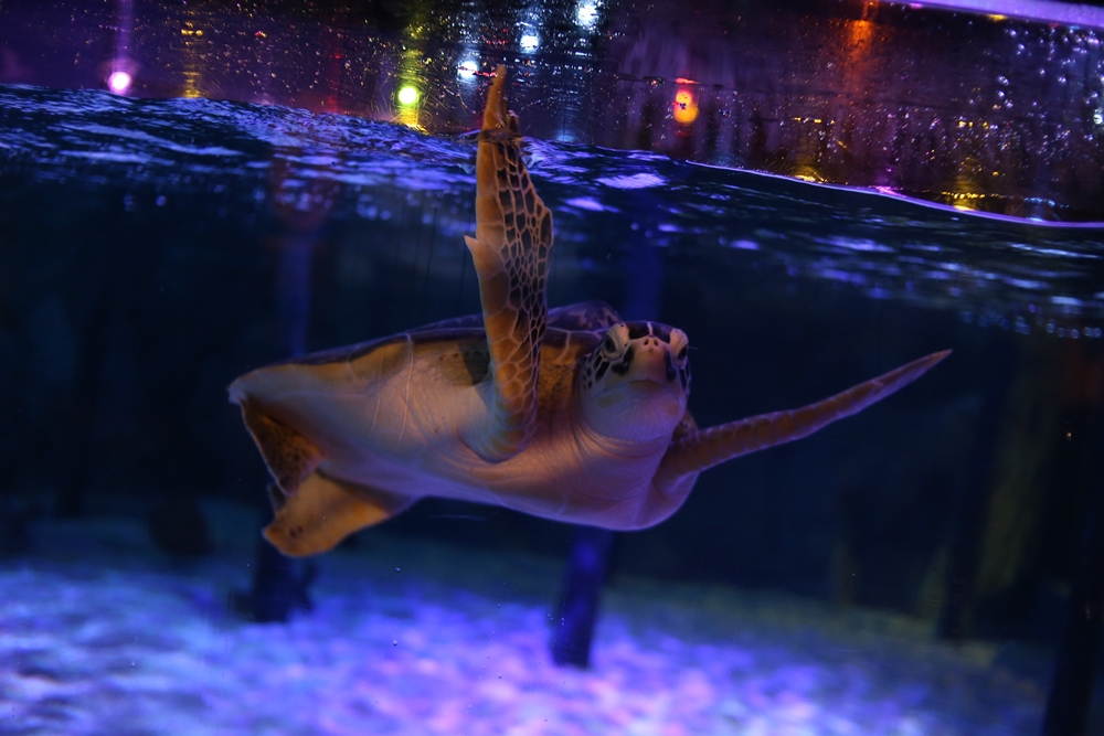 曼谷水族館 曼谷暹羅海洋世界可以搭玻璃船親近超過400種海洋生物（又稱海洋世界水族館）曼谷景點 曼谷親子景點