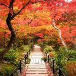寶筐院紅葉 宝筐院紅葉 寶筐院 紅葉 宝筐院 紅葉 嵐山 紅葉 景點 嵐山賞楓景點 嵐山賞楓 景點 嵐山夜楓 景點 嵐山夜楓景點 嵐山楓葉景點 嵐山楓葉 景點 嵐山紅葉 紅葉 嵐山 紅葉 嵐山賞楓 嵐山夜楓 嵐山楓葉 京都紅葉2019 京都楓葉2019 京都紅葉景點2019 京都紅葉 景點2019 京都賞楓2019 京都賞楓 景點2019 京都賞楓景點2019 京都夜楓2019 京都夜楓景點2019 京都紅葉 京都楓葉 京都紅葉景點 京都紅葉 景點 京都賞楓 京都賞楓 景點 京都賞楓景點 京都夜楓 京都夜楓景點
