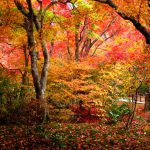 寶筐院紅葉 宝筐院紅葉 寶筐院 紅葉 宝筐院 紅葉 嵐山 紅葉 景點 嵐山賞楓景點 嵐山賞楓 景點 嵐山夜楓 景點 嵐山夜楓景點 嵐山楓葉景點 嵐山楓葉 景點 嵐山紅葉 紅葉 嵐山 紅葉 嵐山賞楓 嵐山夜楓 嵐山楓葉 京都紅葉2019 京都楓葉2019 京都紅葉景點2019 京都紅葉 景點2019 京都賞楓2019 京都賞楓 景點2019 京都賞楓景點2019 京都夜楓2019 京都夜楓景點2019 京都紅葉 京都楓葉 京都紅葉景點 京都紅葉 景點 京都賞楓 京都賞楓 景點 京都賞楓景點 京都夜楓 京都夜楓景點