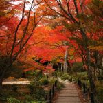 寶筐院紅葉 宝筐院紅葉 寶筐院 紅葉 宝筐院 紅葉 嵐山 紅葉 景點 嵐山賞楓景點 嵐山賞楓 景點 嵐山夜楓 景點 嵐山夜楓景點 嵐山楓葉景點 嵐山楓葉 景點 嵐山紅葉 紅葉 嵐山 紅葉 嵐山賞楓 嵐山夜楓 嵐山楓葉 京都紅葉2019 京都楓葉2019 京都紅葉景點2019 京都紅葉 景點2019 京都賞楓2019 京都賞楓 景點2019 京都賞楓景點2019 京都夜楓2019 京都夜楓景點2019 京都紅葉 京都楓葉 京都紅葉景點 京都紅葉 景點 京都賞楓 京都賞楓 景點 京都賞楓景點 京都夜楓 京都夜楓景點