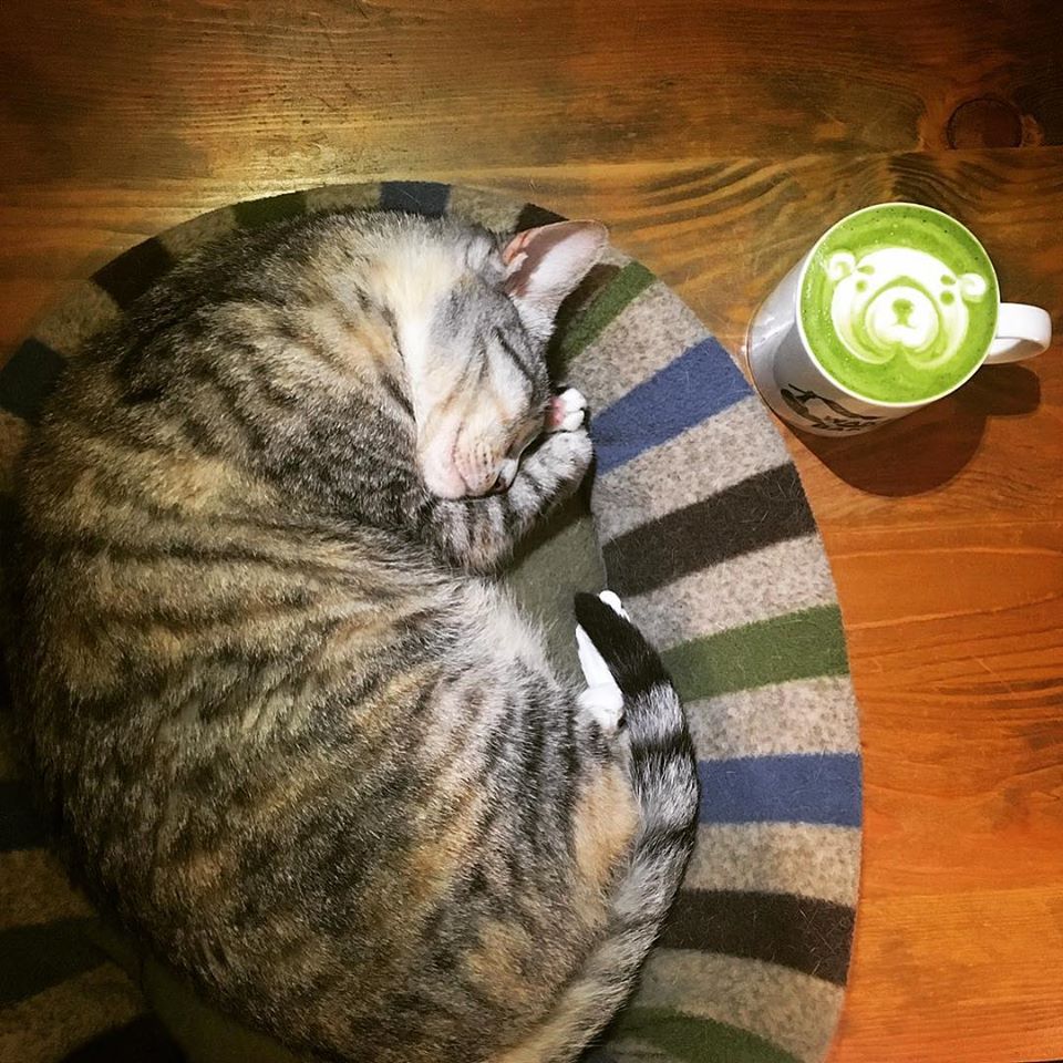 台北貓cafe 台北貓咪咖啡廳 台北咖啡店 台北貓奴 台北貓餐廳 台北貓中途 台北貓領養 台北貓住宿 TWAKE n' BAKE 台北信義區貓cafe