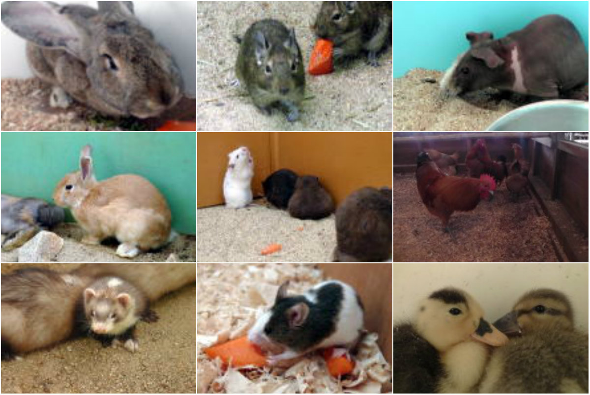 大阪親子 世界牧場 親親小動物