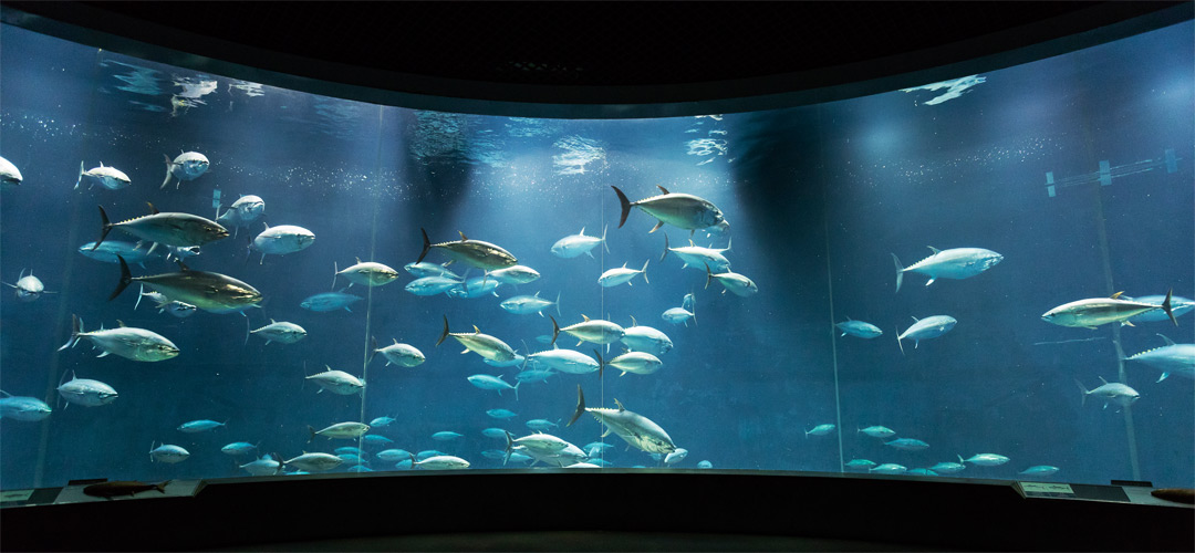 葛西臨海水族園「Aqua Theater」