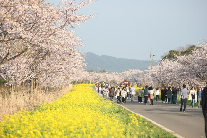 韓國油菜花 油菜花 韓國3月 濟州油菜花慶典 제주 유채꽃촉제 濟州島 韓國賞花 韓國賞花景點 韓國好去處 韓國慶典 韓國必去 韓國 花 韓國打卡