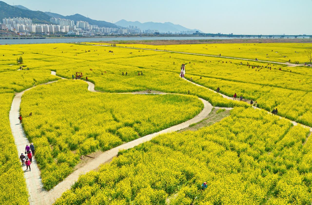 韓國油菜花 油菜花 韓國3月 洛東江油菜花慶典 낙동강유채꽃축제 釜山 韓國賞花 韓國賞花景點 韓國好去處 韓國慶典 韓國必去 韓國 花 韓國打卡