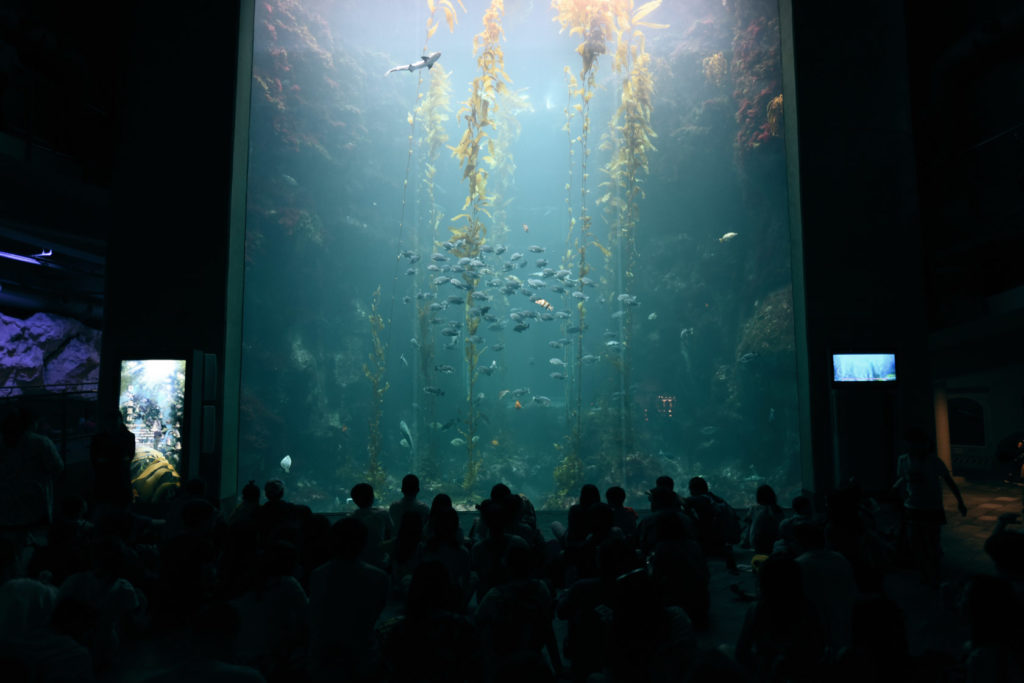台灣墾丁 墾丁自由行 墾丁海生館 墾丁海生館前往交通 墾丁海生館的夜宿活動 墾丁海生館的門票 墾丁街車前往墾丁海生館 墾丁景點 墾丁親子景點