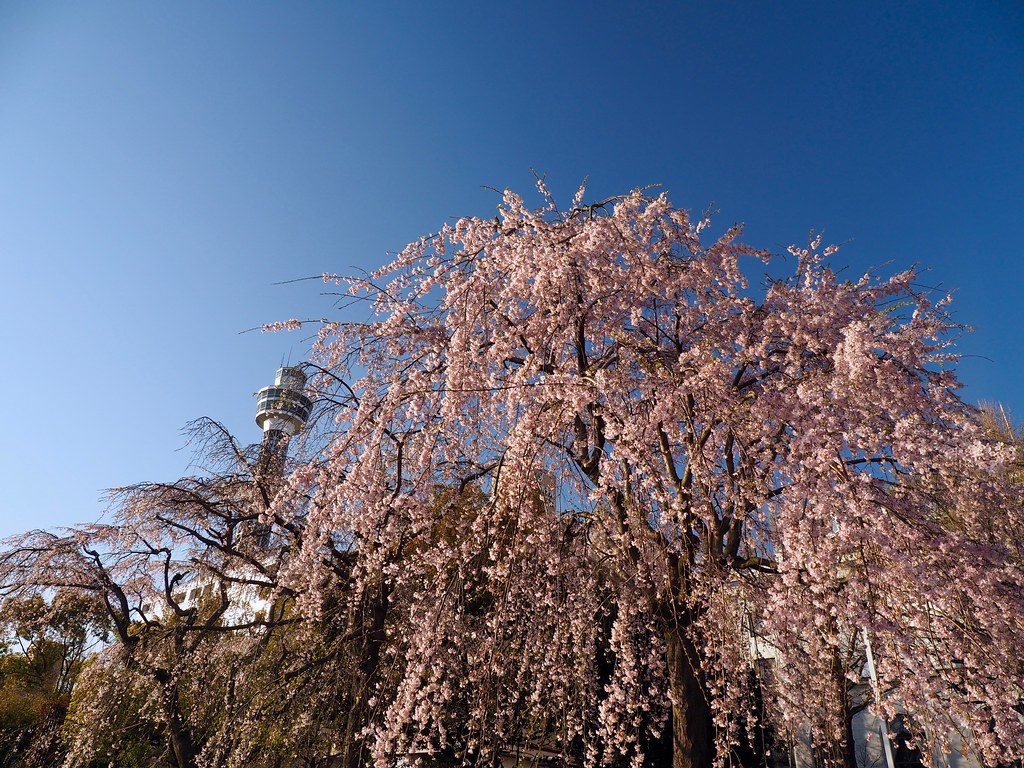 橫濱親子景點 橫濱親子遊 橫濱一日遊 橫濱行程 橫濱必去 橫濱景點 山下公園 枝垂櫻花