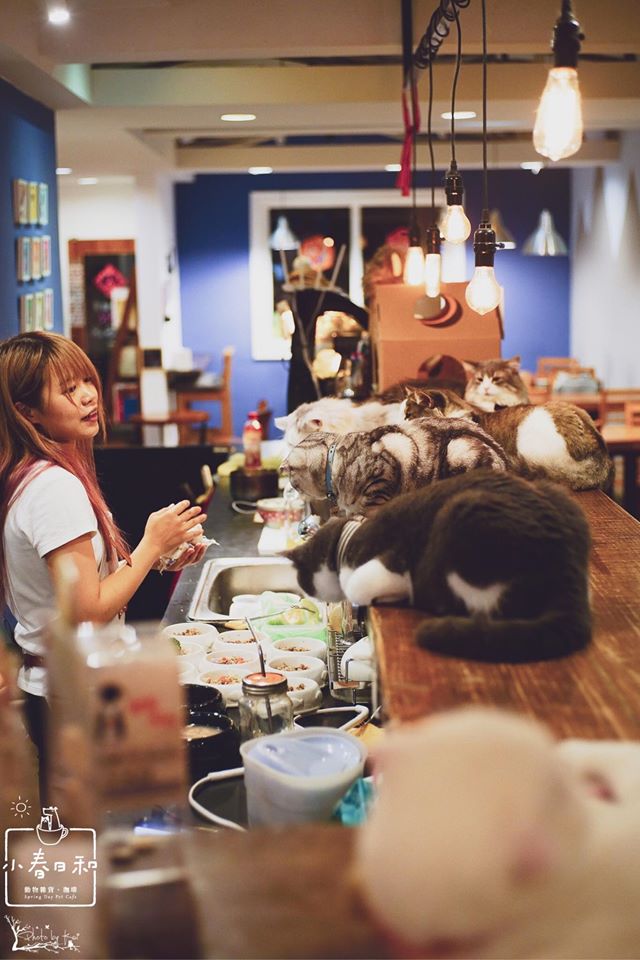 台北貓cafe 台北貓咪咖啡廳 台北咖啡店 台北貓奴 台北貓餐廳 台北貓中途 台北貓領養 台北貓住宿 小春日和 動物雜貨 台北民生區貓cafe