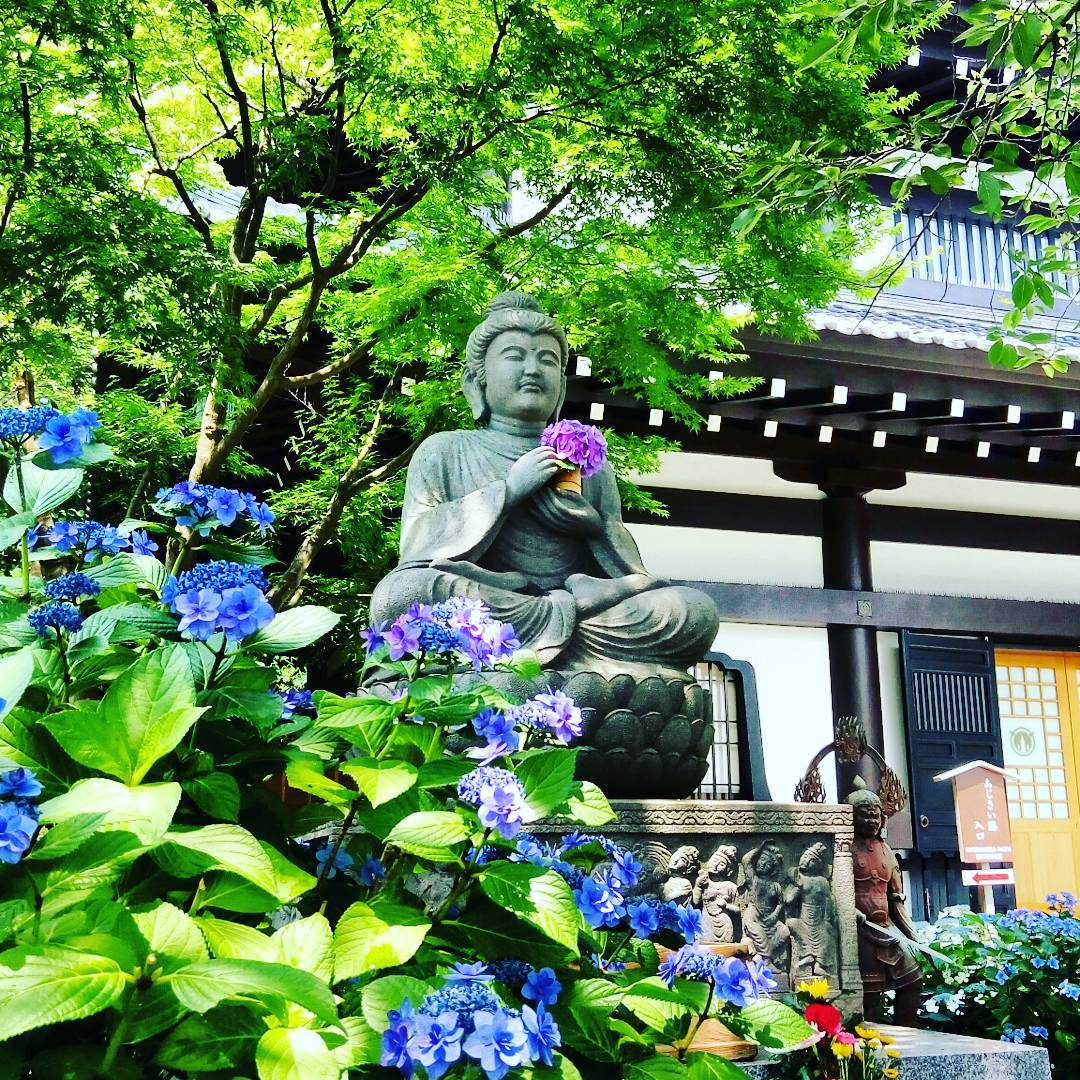 鎌倉 紫陽花