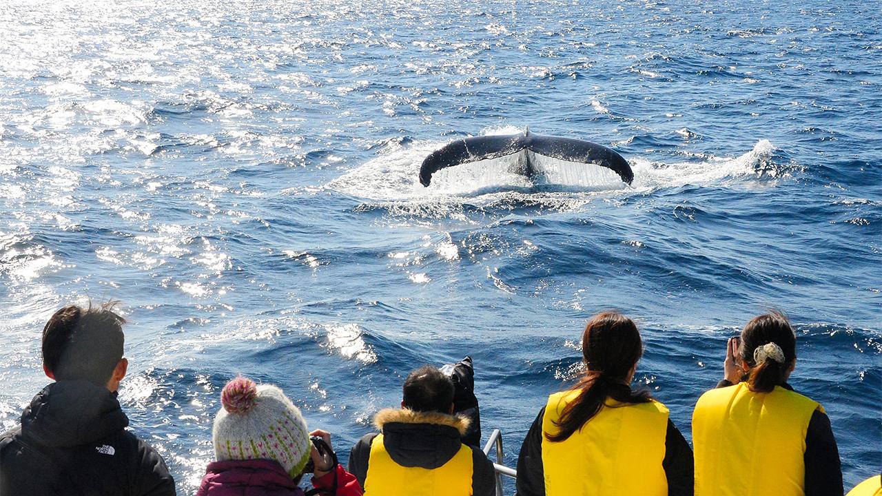 海豚鯨魚觀光 奄美大島 水上活動 鹿兒島 九州離島　九州自由行