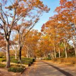 万博纪念公园 万博記念公園 萬博紀念公園 萬博紀念公園站 紅葉之瀧 高架空中步道 夜間紅葉 大阪賞楓景點 大阪賞楓 景點 大阪紅葉景點 大阪紅葉 景點 大阪賞楓 大阪楓葉 大阪紅葉預測 大阪夜楓 大阪夜楓2019 大阪紅葉2019 大阪賞楓2019 大阪楓葉2019 大阪紅葉預測2019