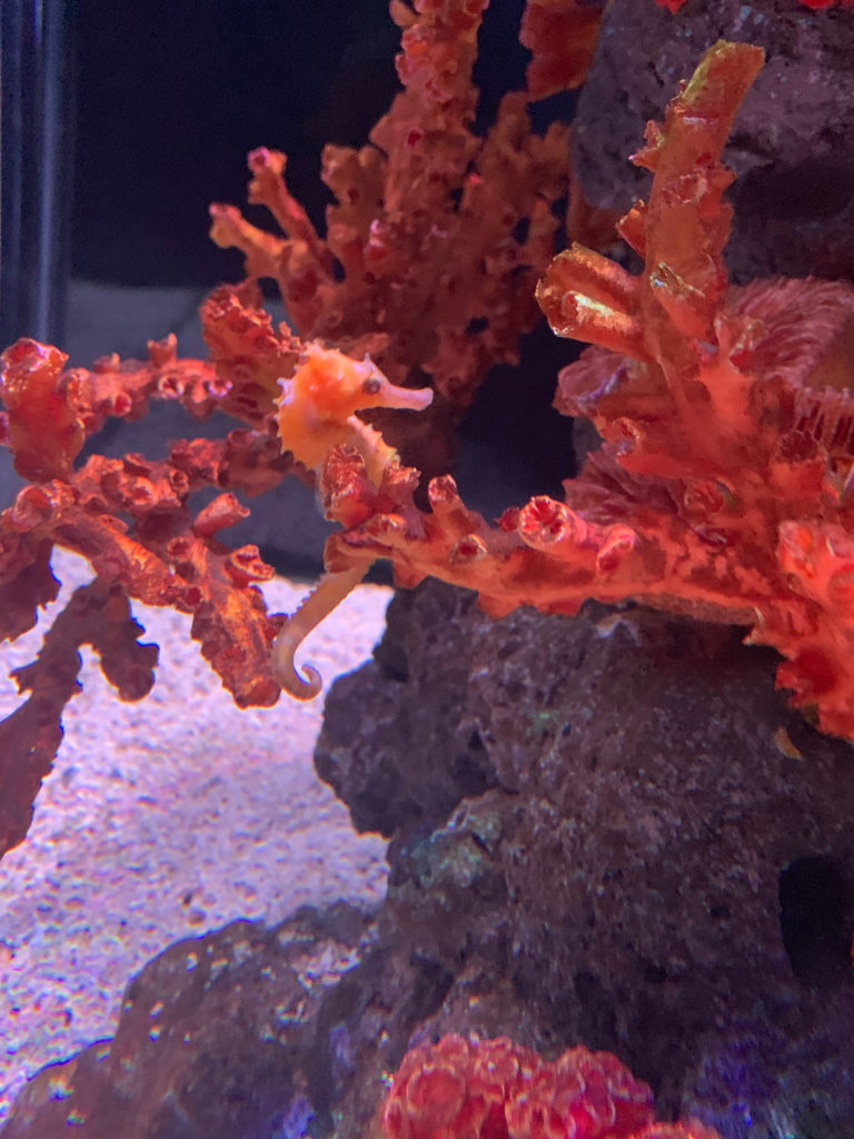 Seahorse Kingdom 海馬區​ 曼谷水族館 曼谷暹羅海洋世界可以搭玻璃船親近超過400種海洋生物（又稱海洋世界水族館）曼谷景點 曼谷親子景點