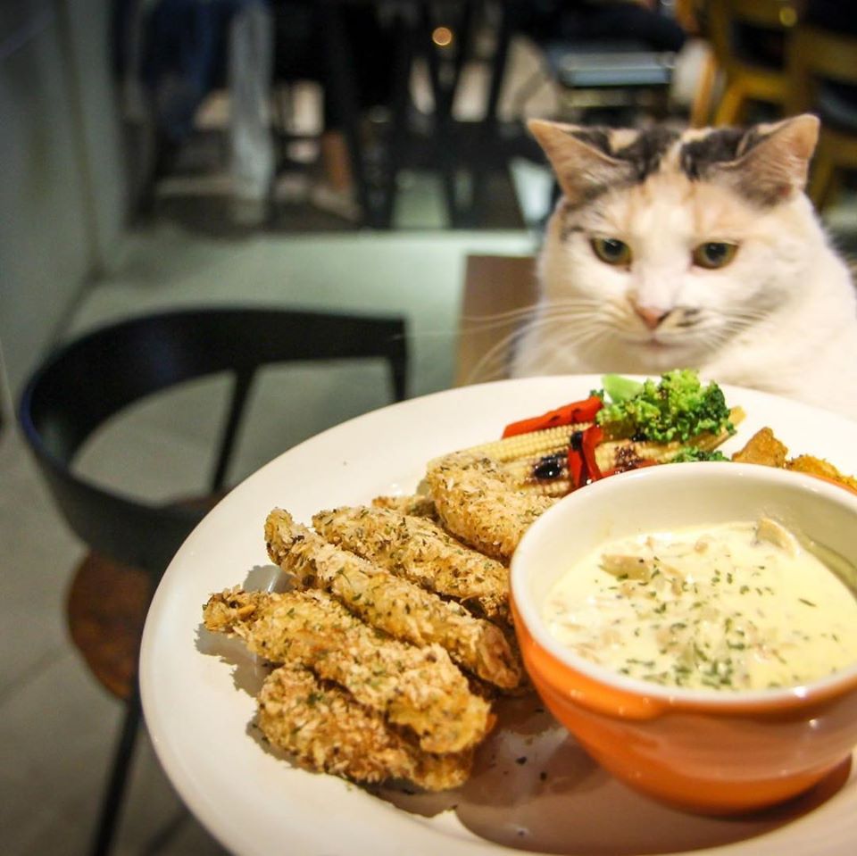 台北貓cafe 台北貓咪咖啡廳 台北咖啡店 台北貓奴 台北貓餐廳 台北貓中途 台北貓領養 台北貓住宿 TWAKE n' BAKE 台北信義區貓cafe