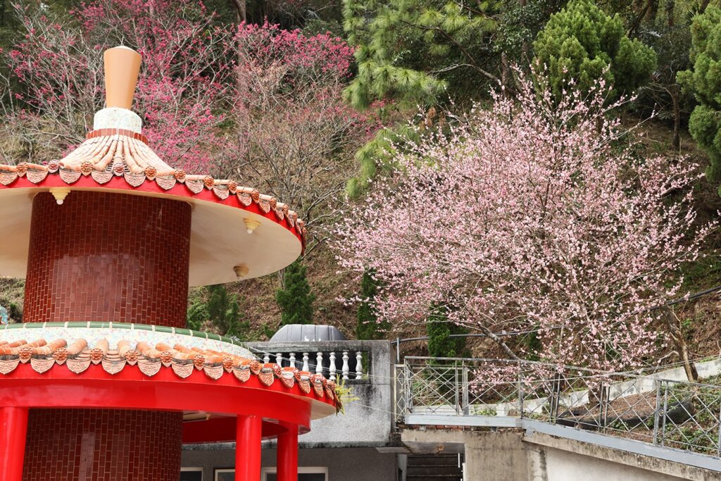 台灣櫻花地點 - 苗栗協雲宮櫻花步道