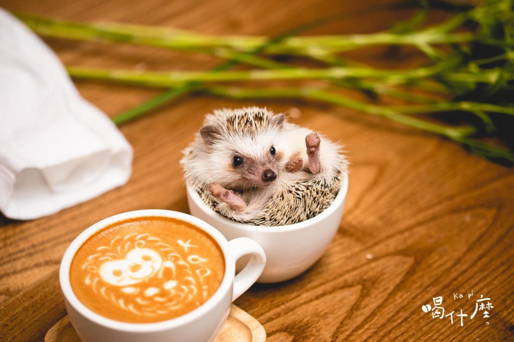 台灣動物餐廳 台北動物餐廳 台北刺蝟 台北刺蝟餐廳 台灣刺蝟
喝什麼KaPi