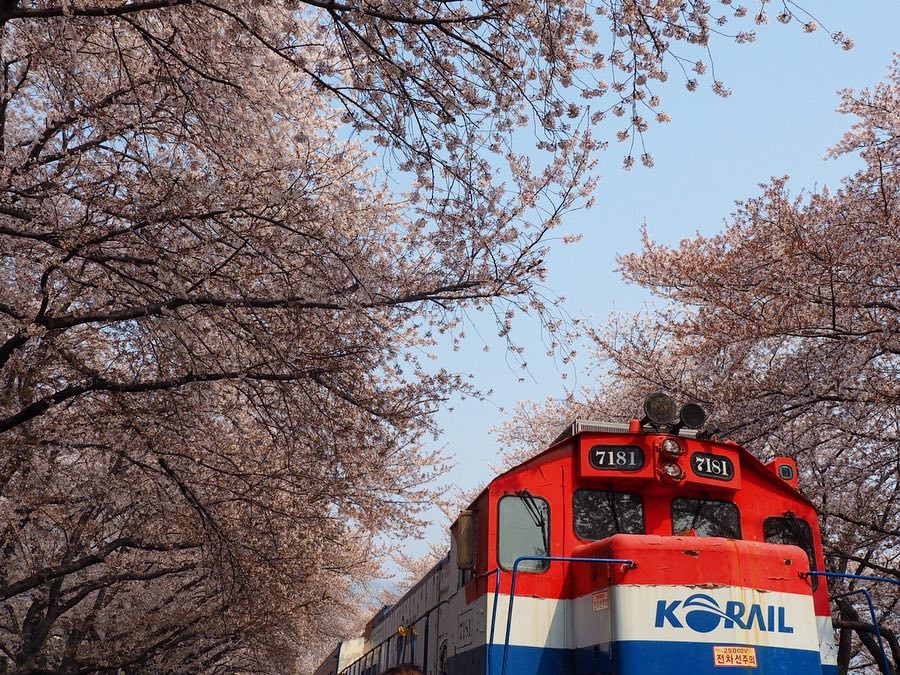 韓國櫻花 櫻花 韓國賞櫻 釜山賞櫻 韓國4月 鎮海軍港節 진해군항제 韓國賞花 韓國賞花景點 韓國好去處 韓國慶典 韓國必去 韓國 花 韓國打卡