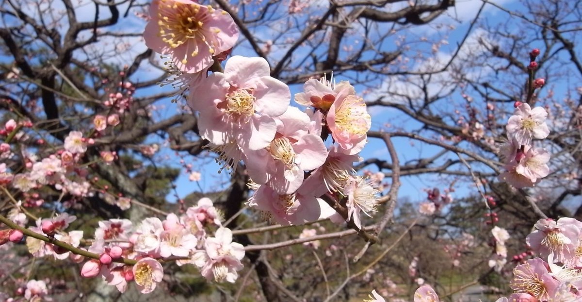 2019 京都10大賞梅名所　二條城　二条城