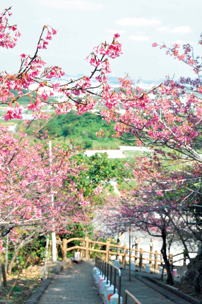 八重瀨櫻花祭(やえせ桜まつり)|沖繩冬天 沖繩好去處 沖繩櫻花 沖繩景點 沖繩1月 沖繩2月 沖繩櫻花祭 八重岳櫻花祭 沖繩本部櫻花祭