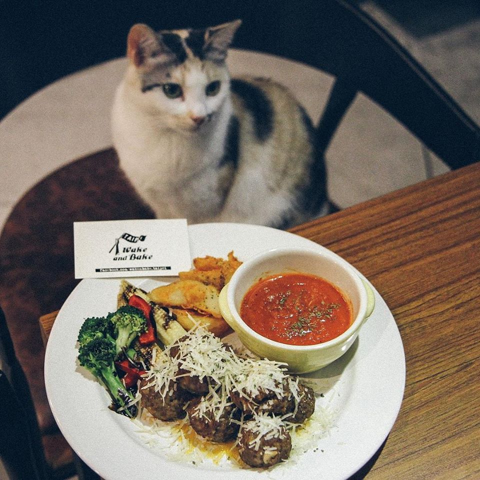 台北貓cafe 台北貓咪咖啡廳 台北咖啡店 台北貓奴 台北貓餐廳 台北貓中途 台北貓領養 台北貓住宿 TWAKE n' BAKE 台北信義區貓cafe