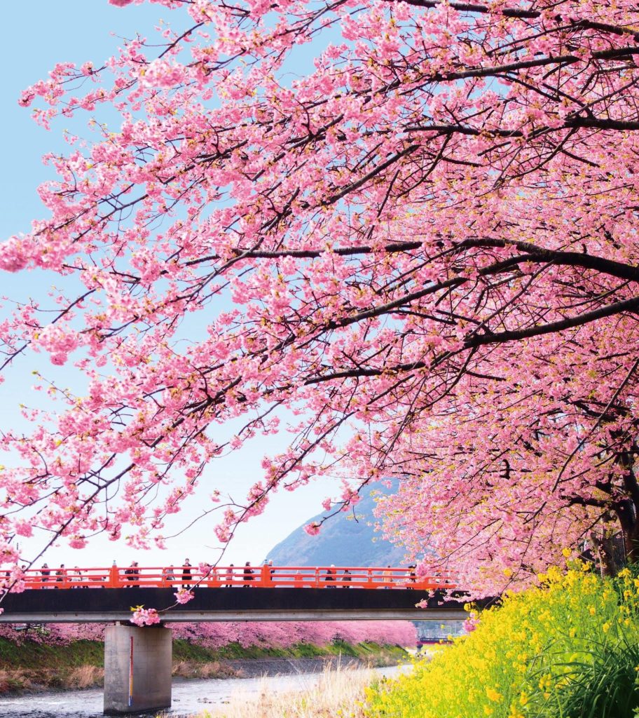 伊豆景點 河津櫻祭 河津桜まつり
