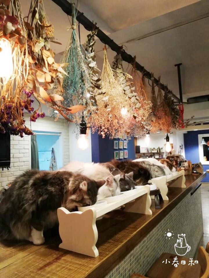 台北貓cafe 台北貓咪咖啡廳 台北咖啡店 台北貓奴 台北貓餐廳 台北貓中途 台北貓領養 台北貓住宿 小春日和 動物雜貨 台北民生區貓cafe