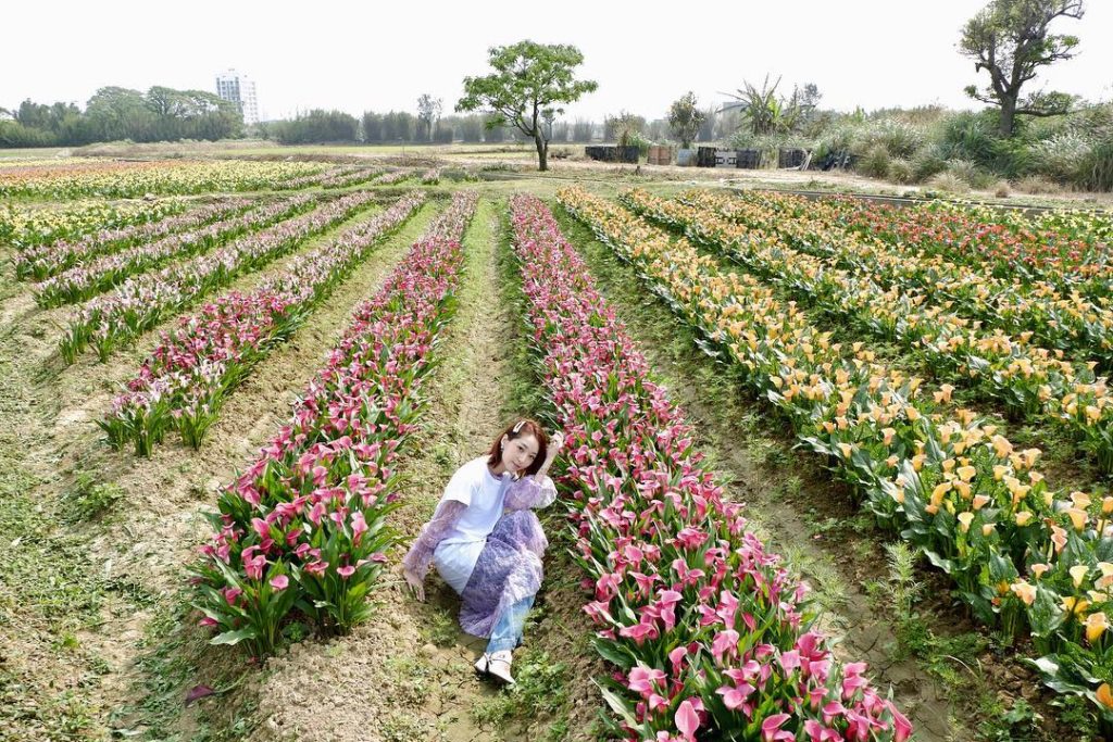 桃園彩色海芋季