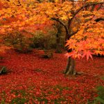 寶筐院紅葉 宝筐院紅葉 寶筐院 紅葉 宝筐院 紅葉 嵐山 紅葉 景點 嵐山賞楓景點 嵐山賞楓 景點 嵐山夜楓 景點 嵐山夜楓景點 嵐山楓葉景點 嵐山楓葉 景點 嵐山紅葉 紅葉 嵐山 紅葉 嵐山賞楓 嵐山夜楓 嵐山楓葉 京都紅葉2019 京都楓葉2019 京都紅葉景點2019 京都紅葉 景點2019 京都賞楓2019 京都賞楓 景點2019 京都賞楓景點2019 京都夜楓2019 京都夜楓景點2019 京都紅葉 京都楓葉 京都紅葉景點 京都紅葉 景點 京都賞楓 京都賞楓 景點 京都賞楓景點 京都夜楓 京都夜楓景點