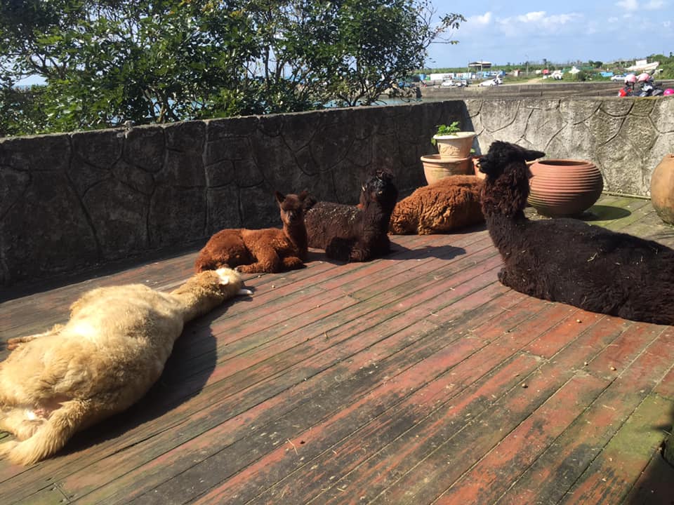 台灣動物餐廳 新北動物餐廳 台灣草泥馬 新北草泥馬 新北草泥馬餐廳
Oia伊亞藝術咖啡館