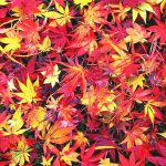 寶筐院紅葉 宝筐院紅葉 寶筐院 紅葉 宝筐院 紅葉 嵐山 紅葉 景點 嵐山賞楓景點 嵐山賞楓 景點 嵐山夜楓 景點 嵐山夜楓景點 嵐山楓葉景點 嵐山楓葉 景點 嵐山紅葉 紅葉 嵐山 紅葉 嵐山賞楓 嵐山夜楓 嵐山楓葉 京都紅葉2019 京都楓葉2019 京都紅葉景點2019 京都紅葉 景點2019 京都賞楓2019 京都賞楓 景點2019 京都賞楓景點2019 京都夜楓2019 京都夜楓景點2019 京都紅葉 京都楓葉 京都紅葉景點 京都紅葉 景點 京都賞楓 京都賞楓 景點 京都賞楓景點 京都夜楓 京都夜楓景點