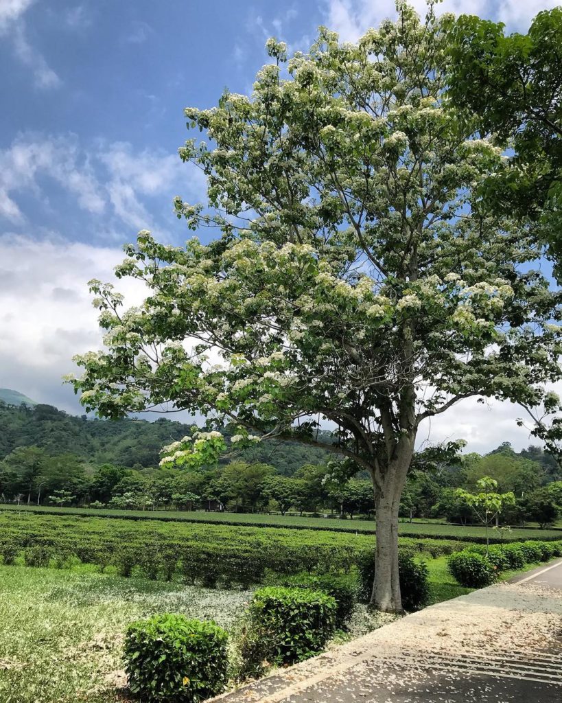 台東桐花 台東油桐花 台東賞桐花 台東桐花時間 台東桐花季節 台東桐花5月 台東鹿野仙蹤 龍田桐花大道