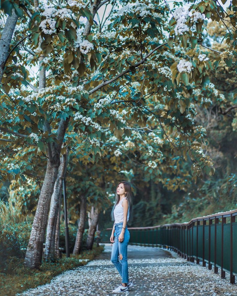台中桐花 台中油桐花 台中賞桐花 台中桐花時間 台中桐花季節 台中桐花5月 外埔區永豐里桐花步道