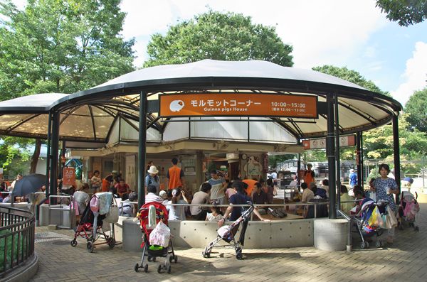 井之頭自然文化園「與天竺鼠接觸體驗」