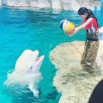 關西 Kansai かんさいちほう 大阪 Osakaおおさかふ 京都 Kyotoきょうとし 宇治 Ujiうじし 奈良 Naraならけん 名古屋 Nagoyaなごや 和歌山 Wakayamaわかやまし 神戶 Kobeこうべし 關西必到 關西必去 關西自由行 關西行程 關西行程包 大阪必到 大阪必去 大阪自由行 大阪行程 大阪行程包 京都必到 京都必去 京都自由行 京都行程 京都行程包 宇治必到 宇治必去 宇治自由行 宇治行程 宇治行程包 奈良必到 奈良必去 奈良自由行 奈良行程 奈良行程包 名古屋必到 名古屋必去 名古屋自由行 名古屋行程 名古屋行程包 和歌山必到 和歌山必去 和歌山自由行 和歌山行程 和歌山行程包 神戶必到 神戶必去 神戶自由行 神戶行程 神戶行程包 關西機場 懶人包 親子遊 關西親子遊 名古屋自由行2018 名古屋旅遊 名古屋夏天自由行 名古屋自駕遊 名古屋自由行交通 名古屋白川鄉 名古屋高山 大阪名古屋自由行2018 名古屋金澤 asiayo名古屋 名古屋港水族館 LEGOLAND LEGOLAND日本 日本LEGOLAND 名古屋legoland攻略 名古屋legoland泊車 名古屋樂高樂園限定 日本樂高樂園地圖 legoland門票 名古屋legoland自由行 legoland hotel sea life nagoya legoland malaysia legoland門票平 名古屋LEGOLAND