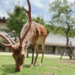 關西 Kansai かんさいちほう 大阪 Osakaおおさかふ 京都 Kyotoきょうとし 宇治 Ujiうじし 奈良 Naraならけん 名古屋 Nagoyaなごや 和歌山 Wakayamaわかやまし 神戶 Kobeこうべし 關西必到 關西必去 關西自由行 關西行程 關西行程包 大阪必到 大阪必去 大阪自由行 大阪行程 大阪行程包 京都必到 京都必去 京都自由行 京都行程 京都行程包 宇治必到 宇治必去 宇治自由行 宇治行程 宇治行程包 奈良必到 奈良必去 奈良自由行 奈良行程 奈良行程包 名古屋必到 名古屋必去 名古屋自由行 名古屋行程 名古屋行程包 和歌山必到 和歌山必去 和歌山自由行 和歌山行程 和歌山行程包 神戶必到 神戶必去 神戶自由行 神戶行程 神戶行程包 關西機場 懶人包 奈良交通 奈良地圖 奈良半日遊 奈良大阪 奈良公園 奈良京都 奈良一日遊順序 奈良英文 京都奈良行程 奈良東大寺 宇治半日遊 宇治必吃 宇治冬天 宇治美食2018 宇治奈良 宇治平等院 宇治自助 宇治自駕 宇治親子 宇治深度旅遊 平等院表參道 平等院 宇治神社 宇治上神社 中村藤吉宇治本店 奈良春日大社 奈良公園 宇治半日遊 奈良半日遊 宇治一日遊小氣少年 宇治半日遊 貴船宇治一日遊 奈良宇治一日遊2018 京都宇治交通 宇治冬天 宇治京都 宇治美食2018 宇治英文 宇治平等院 大阪到奈良一日遊 奈良一日遊順序 京都到奈良一日遊 奈良一日卷 奈良交通 奈良地圖 奈良東大寺 奈良英文 奈良神戶一日遊 京都一日遊