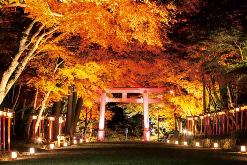 日吉參道：秋葉彩燈