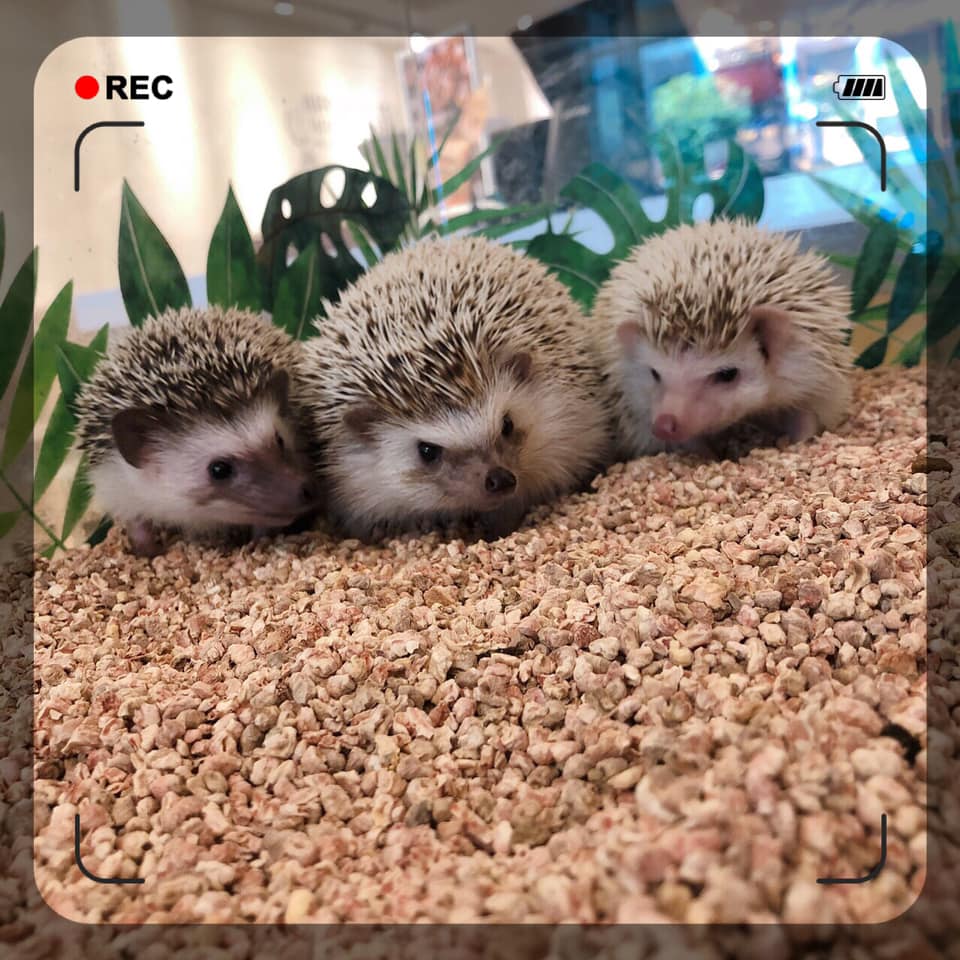 台灣動物餐廳 台北動物餐廳 台北刺蝟 台北刺蝟餐廳 台灣刺蝟
喝什麼KaPi