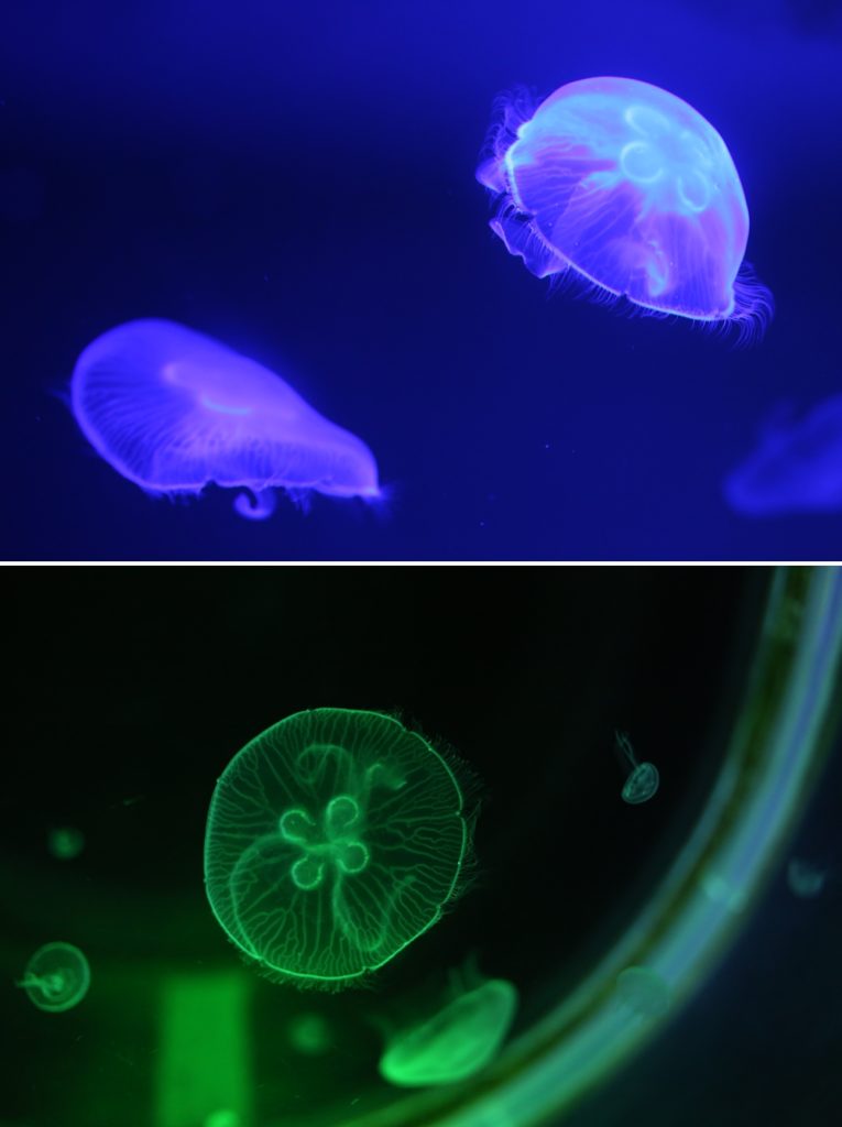 曼谷水族館 曼谷暹羅海洋世界可以搭玻璃船親近超過400種海洋生物（又稱海洋世界水族館）曼谷景點 曼谷親子景點