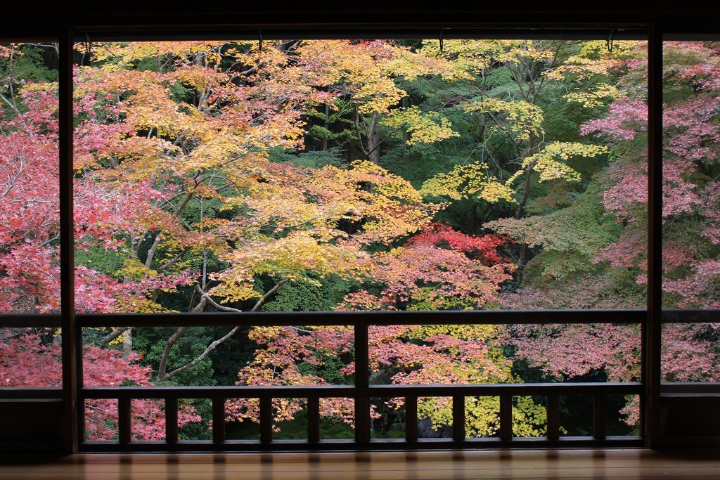 瑠璃光院 紅葉 2019 瑠璃光院 秋の拝観 瑠璃光院 2019年秋の拝観 瑠璃光院 秋季特別參拜 京都紅葉 2019 京都紅葉2019 京都必去 2019 京都景點 2019 京都必看 2019 京都好去處 2019 京都 景點 京都秋天 京都秋季 京都神社 京都祭典 2019