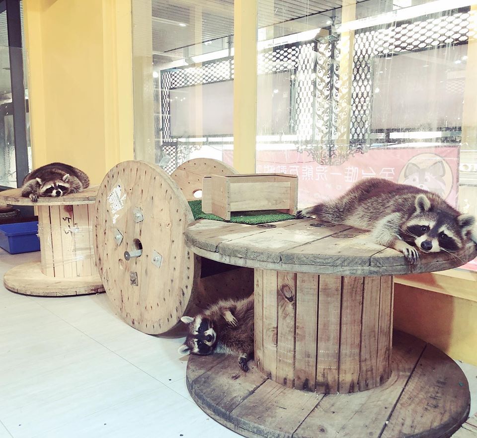 台灣動物餐廳 高雄動物餐廳 高雄浣熊 高雄浣熊餐廳 台灣浣熊
浣熊窩樓上