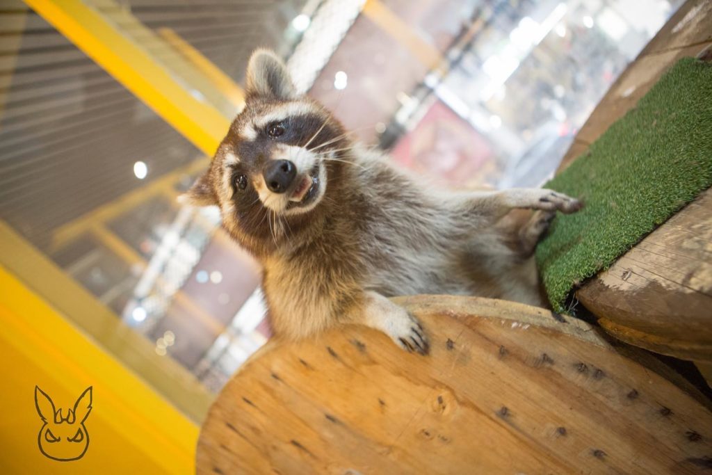 台灣動物餐廳 高雄動物餐廳 高雄浣熊 高雄浣熊餐廳 台灣浣熊
浣熊窩樓上