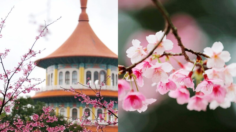 台灣櫻花地點 - 淡水無極天元宮