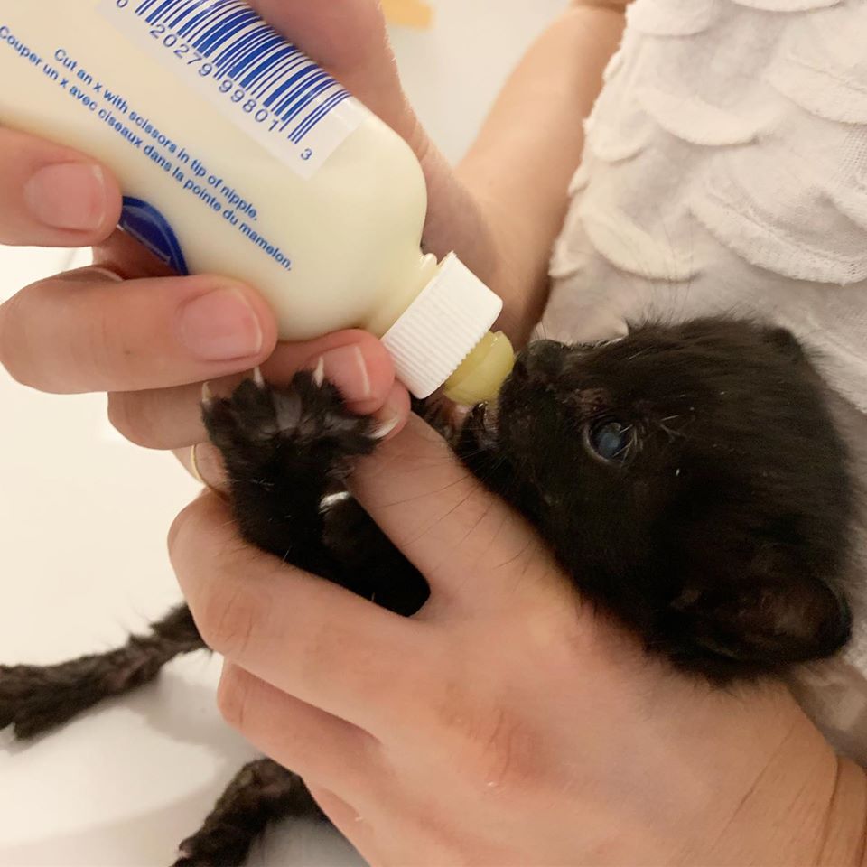 台北貓cafe 台北貓咪咖啡廳 台北咖啡店 台北貓奴 台北貓餐廳 台北貓中途 台北貓領養 台北貓住宿 日日好時光 捷運大安站貓cafe