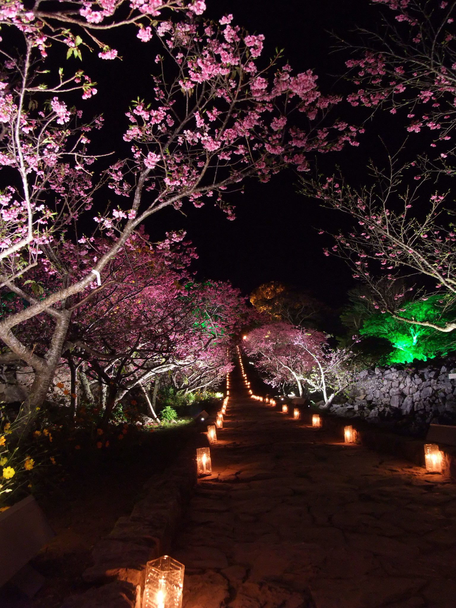 今歸仁城跡櫻花祭(今帰仁グスク桜まつり)|沖繩冬天 沖繩好去處 沖繩櫻花 沖繩景點 沖繩1月 沖繩2月 沖繩櫻花祭 八重岳櫻花祭 沖繩本部櫻花祭