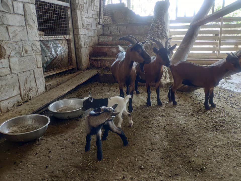 台灣動物餐廳 新北動物餐廳 台灣草泥馬 新北草泥馬 新北草泥馬餐廳
Oia伊亞藝術咖啡館