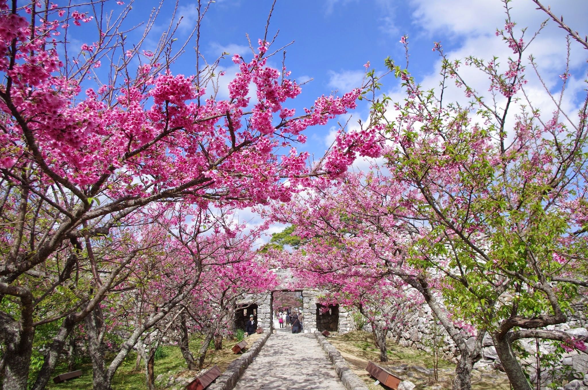 今歸仁城跡櫻花祭(今帰仁グスク桜まつり)|沖繩冬天 沖繩好去處 沖繩櫻花 沖繩景點 沖繩1月 沖繩2月 沖繩櫻花祭 八重岳櫻花祭 沖繩本部櫻花祭