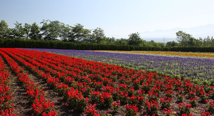 富田農場導覽地圖 富田農場(Tomita Farm|ファーム富田)北海道薰衣草 富田農場薰衣草 富田農場五彩花田 薰衣草花田站 富良野美瑛ノロッコ号(Norokko號)|北海道 Hokkaido 北海道景點 北海道道北景點 富良野景點 富良野 美瑛景點 美瑛