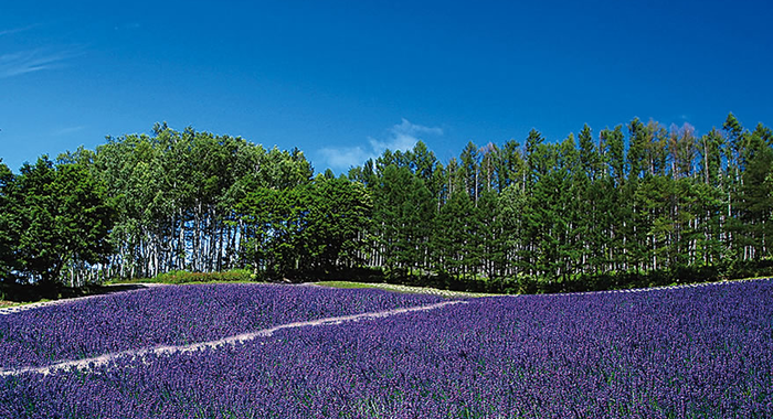 【北海道美瑛】富良野美瑛自由行必睇!景點行程教你安排