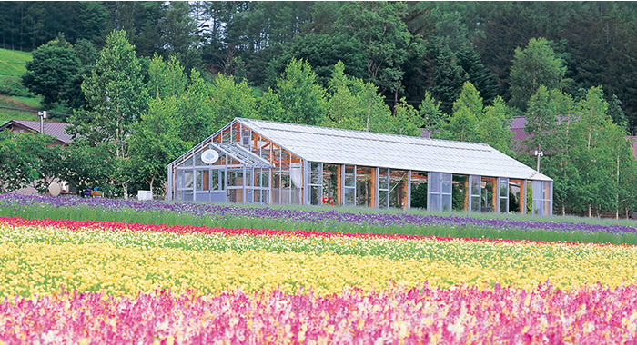 富田農場導覽地圖 富田農場(Tomita Farm|ファーム富田)北海道薰衣草 富田農場薰衣草 富田農場五彩花田 薰衣草花田站 富良野美瑛ノロッコ号(Norokko號)|北海道 Hokkaido 北海道景點 北海道道北景點 富良野景點 富良野 美瑛景點 美瑛